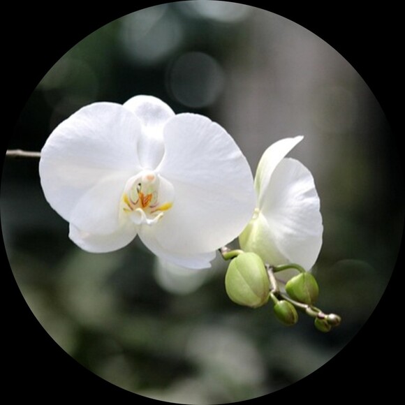 exotic_orchid
